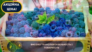 🌱 Ранньостигла синя малина, спеціально для українського клімату!🍇