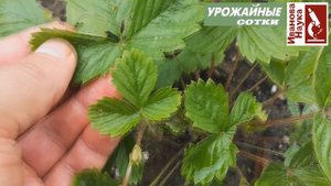 Опасная красота. Берегитесь этих красавцев в саду и огороде.