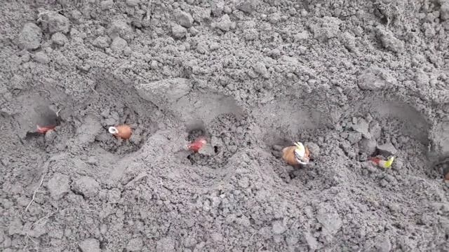 Моя экспериментальная посадка лука под зиму. Садим-сеем. Мой опыт. смотреть онлайн