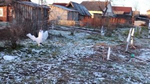 ТАК утепляю саженцы ТОЛЬКО Я. Укрывание саженцев на зиму. Как укрыть саженцы на зиму