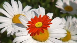 Муса Җәлил "Кызыл ромашка" (Муса Джалиль "Красная ромашка")