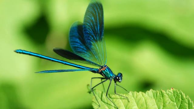 "Стрекоза", композитор - Михаил Лихачёв смотреть онлайн