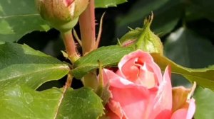 Эта прекрасная роза в этом сезоне меня порадовала больше всех своей красотой и обильностью.