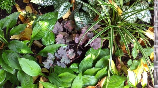 ТІНЬОВИЙ САД ☘️ Назви рослин ? Результат яблучного ?експерименту.
