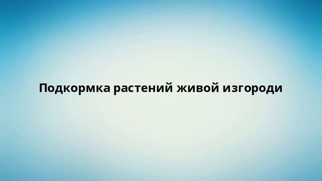 Подкормка растений живой изгороди смотреть онлайн