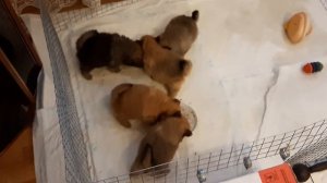 Кормление щенков шпица натуральной едой