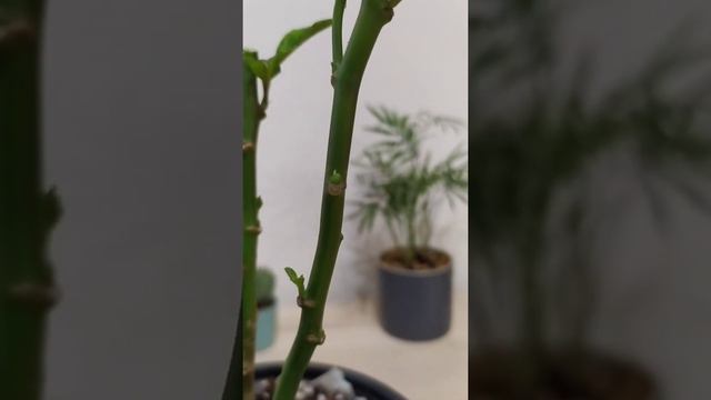 Poda y cuidados de la flor de pascua #poinsettia  #flordepascua del año 2020