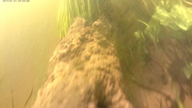 Дайвинг в реке Воронеж, п. Карачун Рамонского района Воронежской области смотреть онлайн