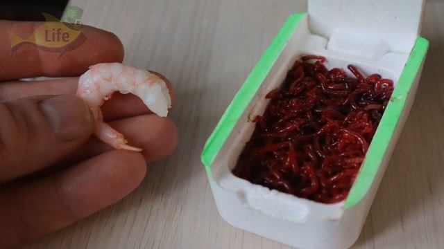 Сами сначала не верили! Мясо креветок оказалось уловистее мотыля!  Какая рыба клюет на креветку?