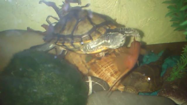 Черепаха пугает рыбок смотреть онлайн