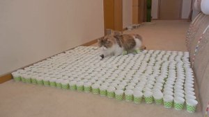 Extreme Cup Challenge! Can My Cats Cross the Course? | Kittisaurus