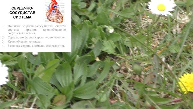 Почему мёрзнут ноги и что с этим делать? смотреть онлайн