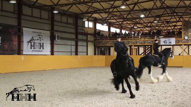 Фризский жеребец Рингерс и Зак породы клейдесдаль, на презентации жеребцов в Хартли Хорс Хаус смотреть онлайн