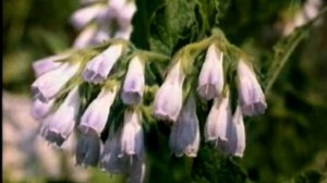 Как лечить хронический остеомиелит. Настой корней окопника.