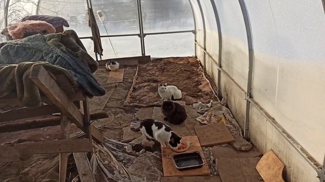 Жизнь Дачная #110. Незнакомец смотреть онлайн