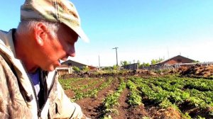 Как Чем быстро легко прополоть  окучить картофель мотоблоки