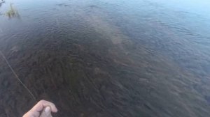 ✅ПОХОД СПЛАВ НА Пакрафтах 440 КМ| СЕВЕРНЫЙ ТИМАН| Река ЩУЧЬЯ КИШИТ ХАРИУСОМ #5