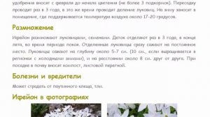 Ифейон.  Красивые растения для дома и сада.