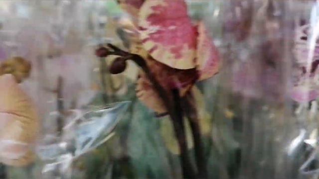 Завоз орхидей 🌸ОБИ Волгоград 🌸 16.02.2023г. смотреть онлайн