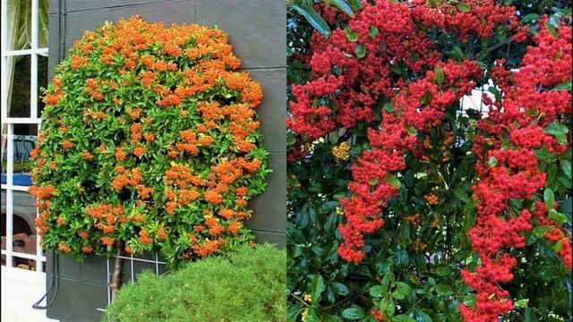 Декоративный вечнозеленый кустарник. Украсит сад даже зимой