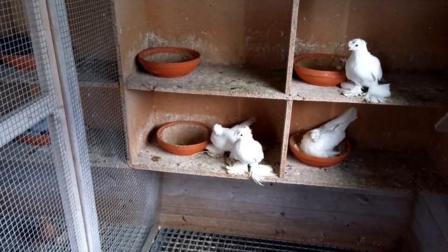 Как голуби сидят на яйцах... 05.04.2021 смотреть онлайн