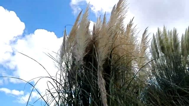 Cortaderia selloana (Pampas-grass) смотреть онлайн