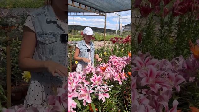 Удивительный аромат нежной розовой лилии?Каталог луковичных УСАДЬБА-СЕМЕНА