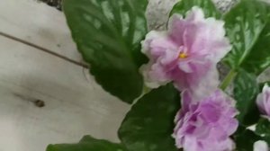 King Ransom. Фиалки Украина. Сенполия. Разведение и уход