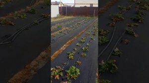 Последний обзор клубники (сан андреас  , мурано )