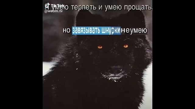 Цитаты Волка из Тик Ток смотреть онлайн