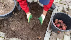 Картофель в ведрах, последние ведра урожая.