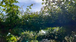 Розы в саду 2022. Питомник Дэвида Остина. Прогулка по розовому питомнику.Розовый сад Остина.КОНКУРС