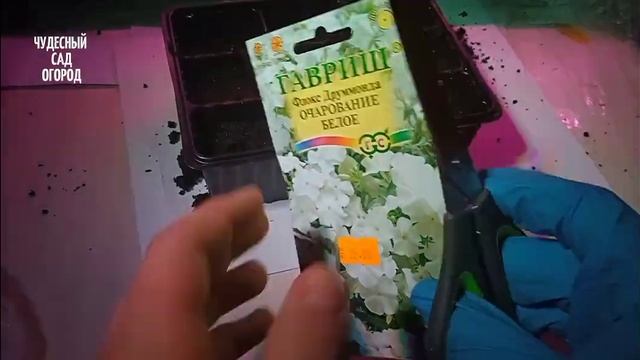 Посев семян Флокс Друммонда очарование белое. Посев на рассаду. Сезон 2023 смотреть онлайн