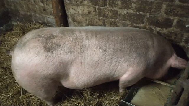 Тёлочка, быки и свинка смотреть онлайн