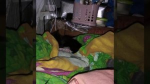 Котенок ATARI