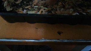 Подготовка семян ели к стратификации