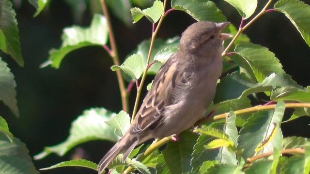 Птица воробей. Голос воробья. Воробей на ветке. Птицы Сибири. смотреть онлайн