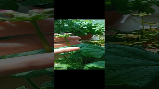 Обзор цветов на лоджии
