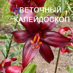 Лилии в саду