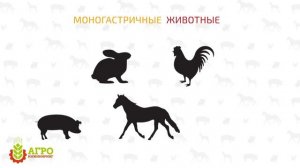Что такое экструдированные корма? Как делаются? Как влияют на животных?