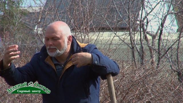 Клубнично земляничный гибрид Купчиха
