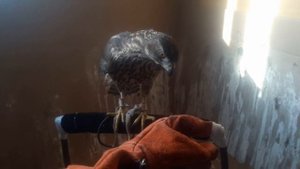 Тренировка дикого ястреба с нуля