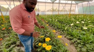 Gerbera cultivation in polyhouse | flowers farming | off season tech. | Jharbera ki kheti | 2022-23