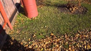 Собираем листья газонокосилкой