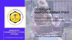 Селекция миролюбивых пчел (Гвелф, Канада)