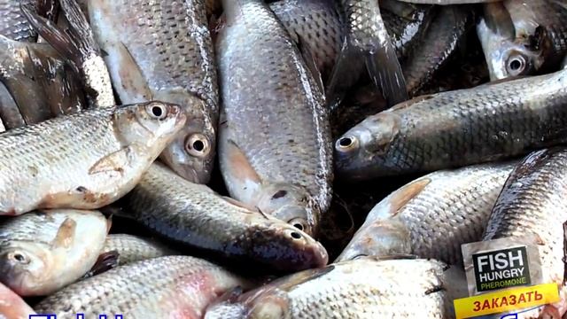 активатор клева fish hungry голодная рыба купить смотреть онлайн