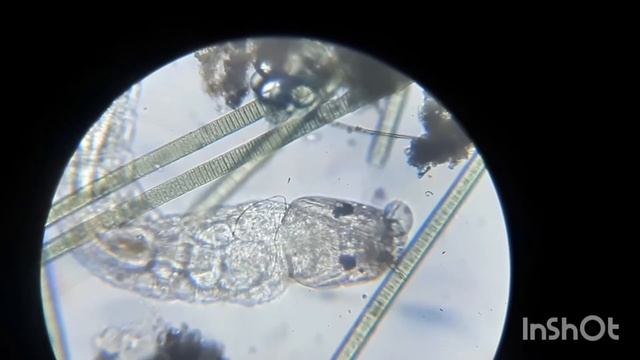 личинка комара-звонца смотреть онлайн