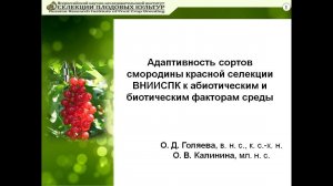 Голяева О.Д., Калинина О.В. Сорта смородины красной