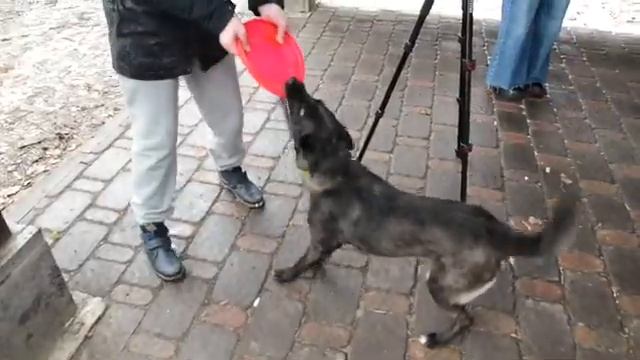 Фотосъёмка животных: чем отличается фотосессия животных? / Видеосъёмка домашних питомцев: советы смотреть онлайн