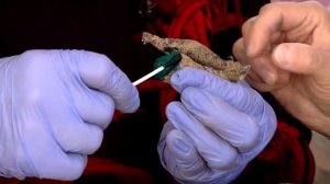 Как делить георгины без потерь